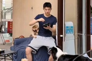 这枚喜欢宠物阳光帅气的大男孩，有点上头哦-大壹博客